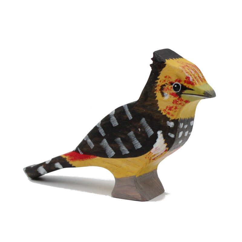 Crested-Barbet-Toddler-Bird